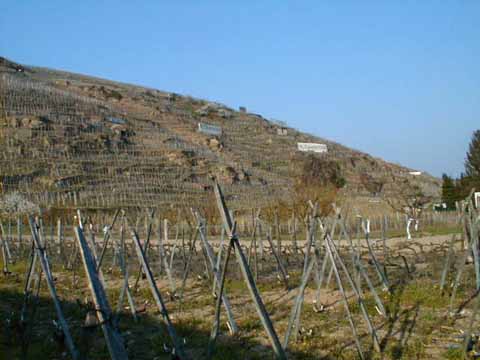 The steep vineyards of Côte Rôtie